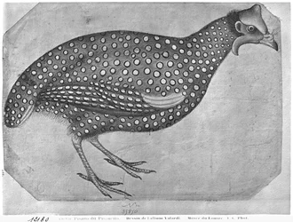 Guinea Fowl, from the The Vallardi Album